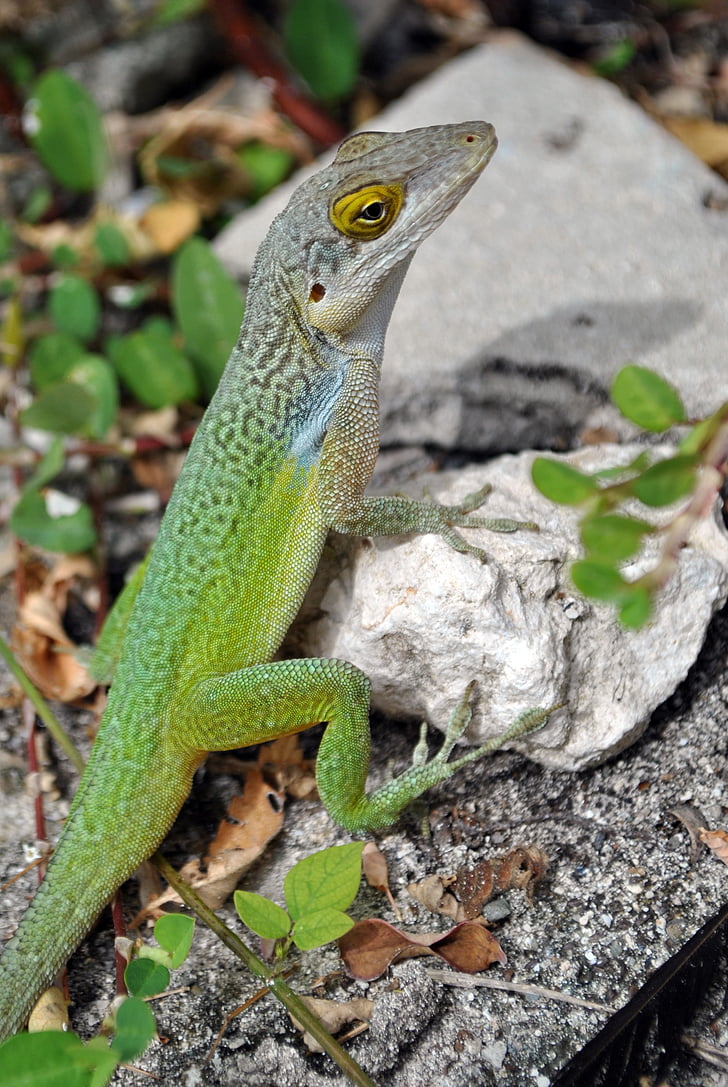 lizard, salamander, green, reptile, animal, caribbean, antigua