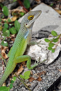 lézard, Salamandre, vert, reptile, animal, Caraïbes, Antigua