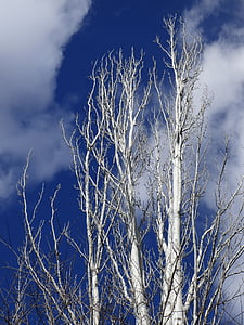 Populus alba, Бяла топола, небе