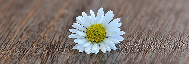 Daisy, blomma, Blossom, Bloom, vit, trä, Stäng