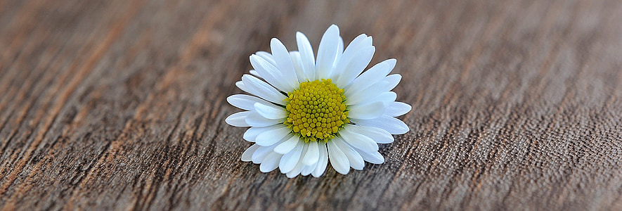 Daisy, bunga, Blossom, mekar, putih, kayu, Tutup