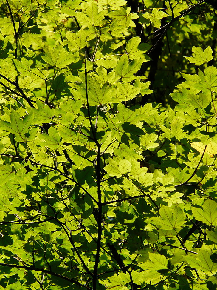 leaves, back light, green, tree, branch, sunlight, light