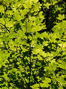 blade, tilbage lys, grøn, træ, gren, sollys, lys