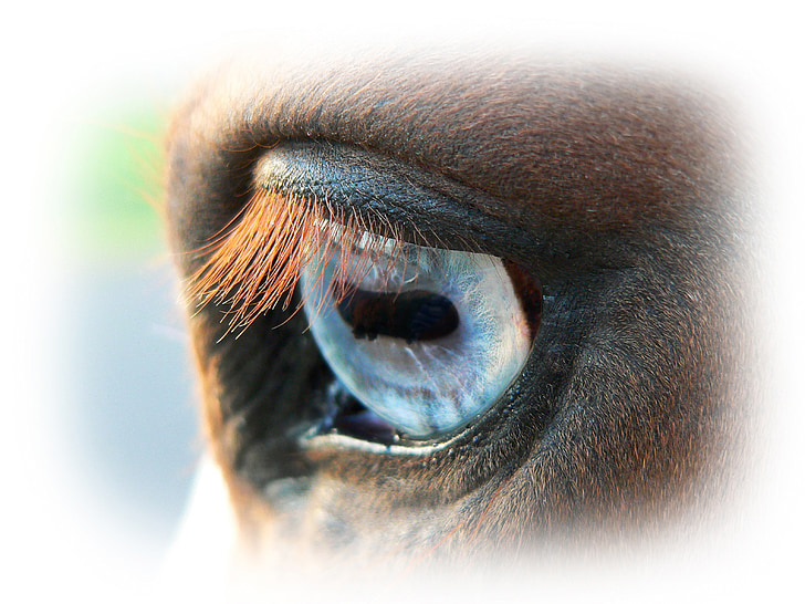 hobune, looma, loodus, Ratsaspordi, kabjalised, silma, sinine