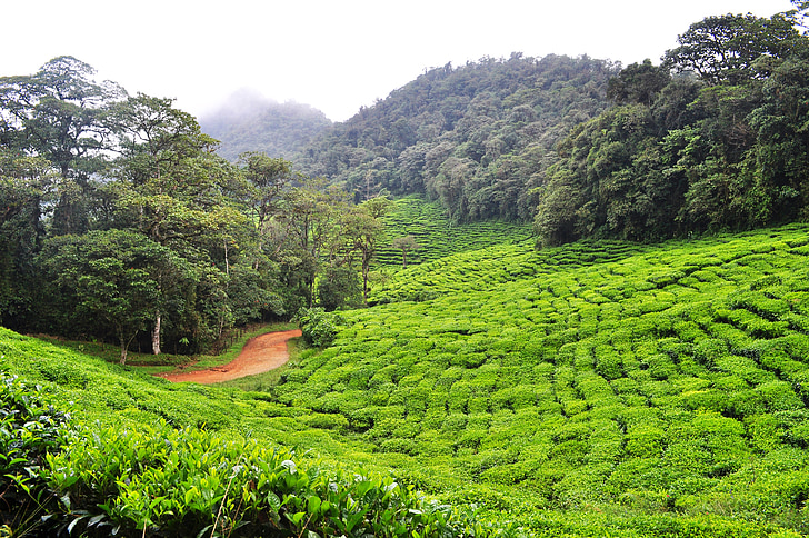 Панова, зелен чай, Колумбия, околна среда, природата, Селско стопанство, Азия