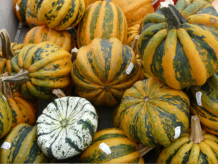 giant pumpkins, pumpkin, pumpkin art, pumpkin varieties, yellow, green, white