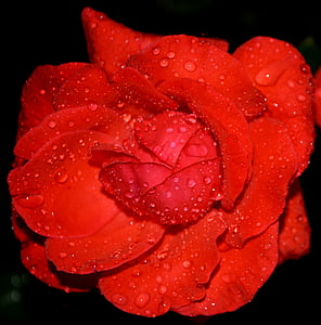 rose, red, dew, drops, petals, flower