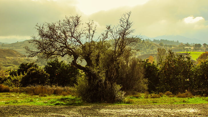 Olivenbaum, Natur, Landschaft, mediterrane, Landschaft, Troodhos Berg, am Nachmittag