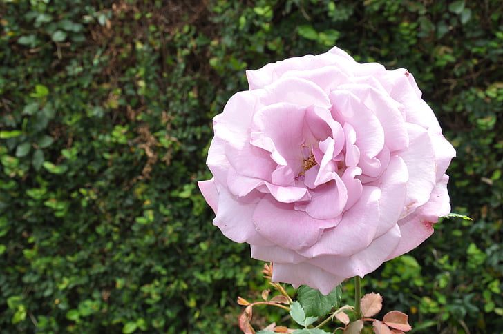 fialové růže, Bloom, lila, měkké, bledý