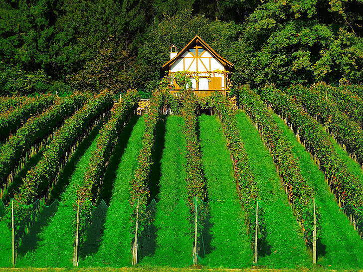 Vineyard, veini kultuuride, viinapuude, veinimeistri, loodus, ja inimene, roheline