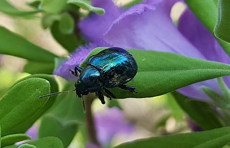Besouro, Besouro Azul serralha, Bug, folhas, flores, metálico, verde metálico