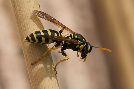 wasp, insect, close, nature, animal