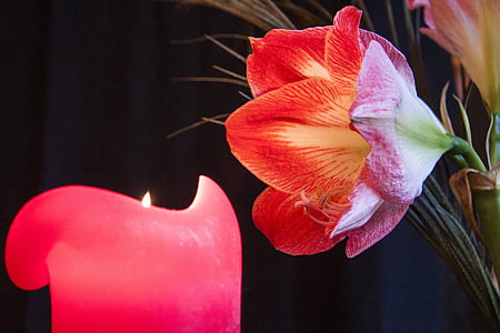 Kerze, Advent, Candle-Light, Amaryllis, Blume, Anlage, Botanik