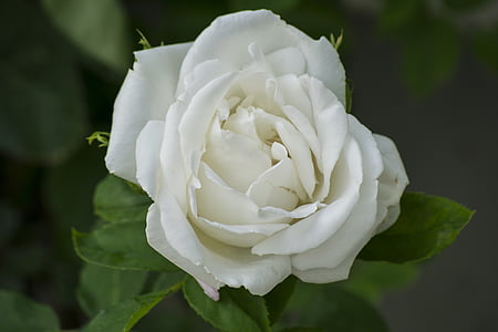 Valge roosi, roos õitseb, romantiline, loodus, taim, lehed, kroonleht