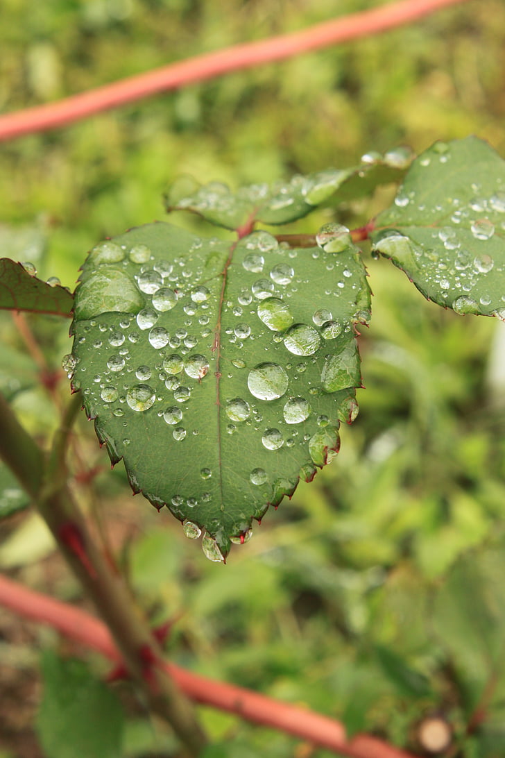 gotas, verde, folha, folhas, pingos de chuva, levantou-se, transparente