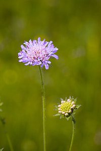 Kuurojen skabiose, scabiosa columbaria, Caprifoliaceae, kukka, Violet, violetti, terävä kukka