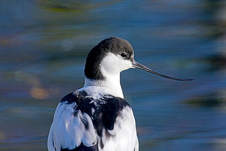 avocet, waders, north sea, birds, one animal, animals in the wild, animal themes
