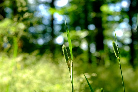 Hirse, Wilde Gräser, Wald, grünes Blatt, Grün, Blätter, Natur