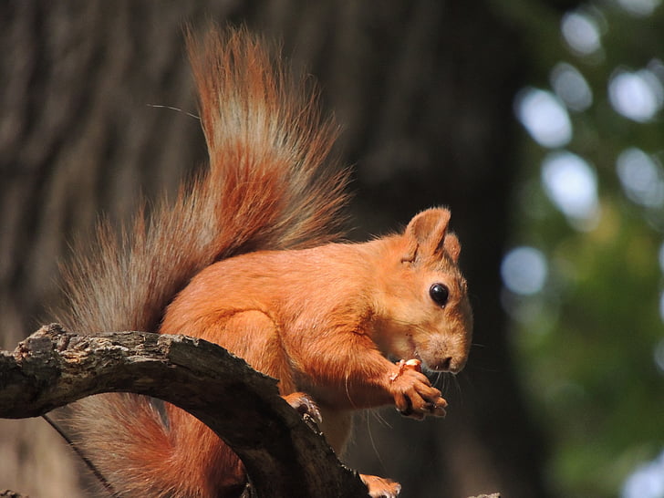 esquirol, en el parc, rosegador, viure la natura, animals