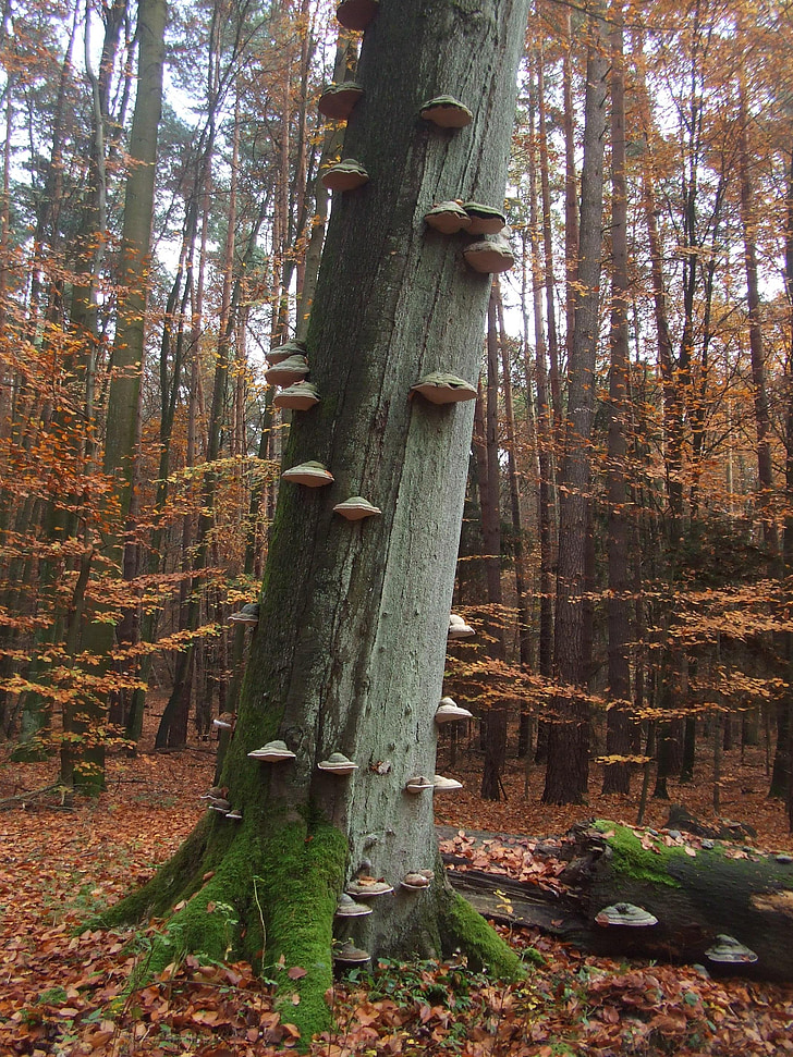 Herbst, Wald, Baum-Pilze