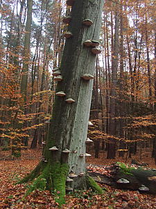 efterår, skov, træ svampe