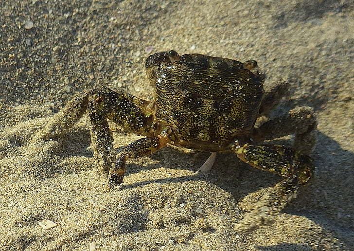 crab, aquatic animal, nature, sea, sand
