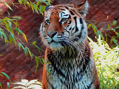 Tiger, Zoo, Wildlife, vilde, Predator