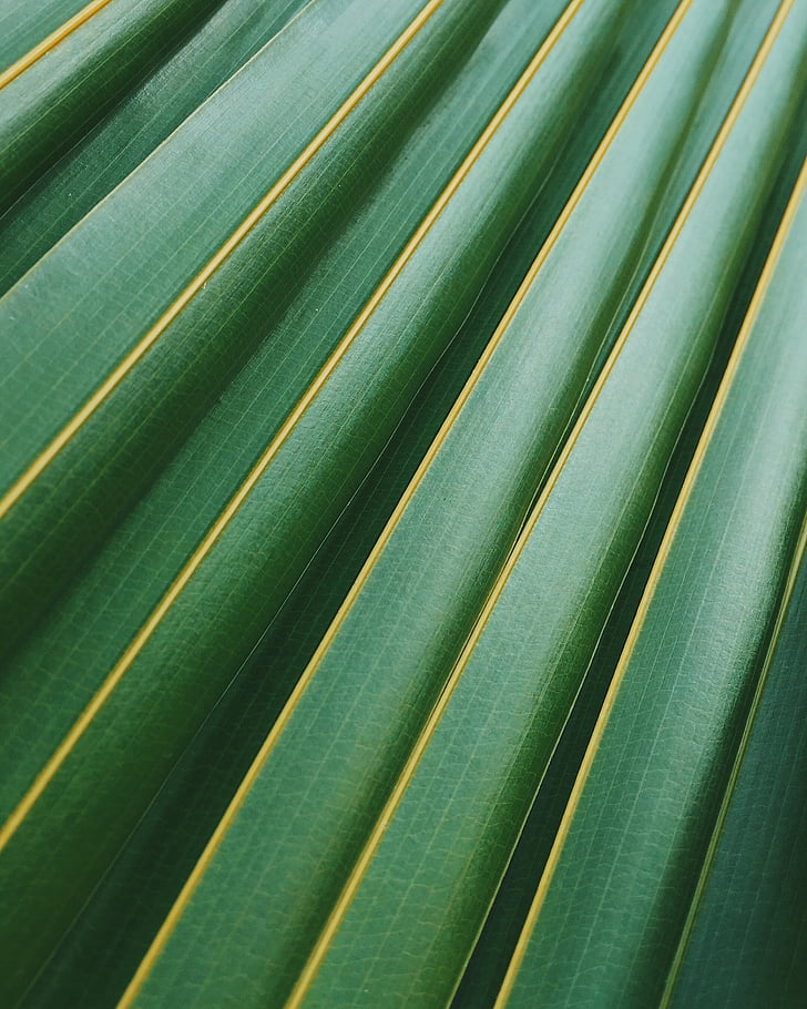 green, leaf, texture, plant, stripes, nature, close-up
