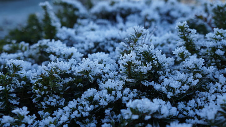 Morgentau, prinokusių, Gamta, rudenį, nuo užšalimo, metų laikai, pieva
