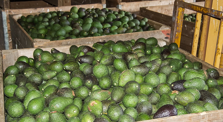 hass avocado, fructele de avocado, fructe, produse alimentare, recolta, verde, multe