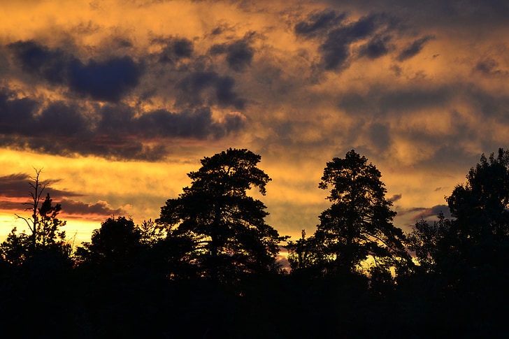 Sky, Sunset, den dramatiske, træ, silhuet