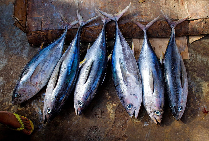 tunas, žuvis, šviežios, sugauti, jūros gėrybės, žalias, rinkos