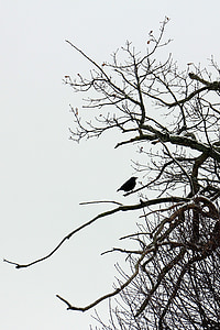 bird, raven, sitting, branch, aesthetic, shadow, silhouette