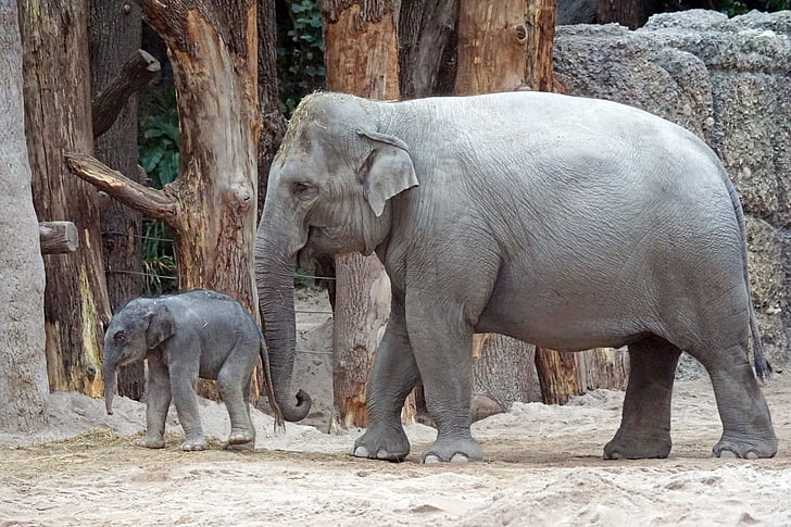 Słoń indyjski, młode zwierzę, cielę, ssak, Elephas maximus, Pachyderm, przyrodnicza