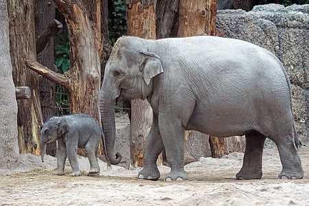 азиатски слон, младите животни, теле, бозайник, Elephas Максимус, дебелокож, дива природа фотография