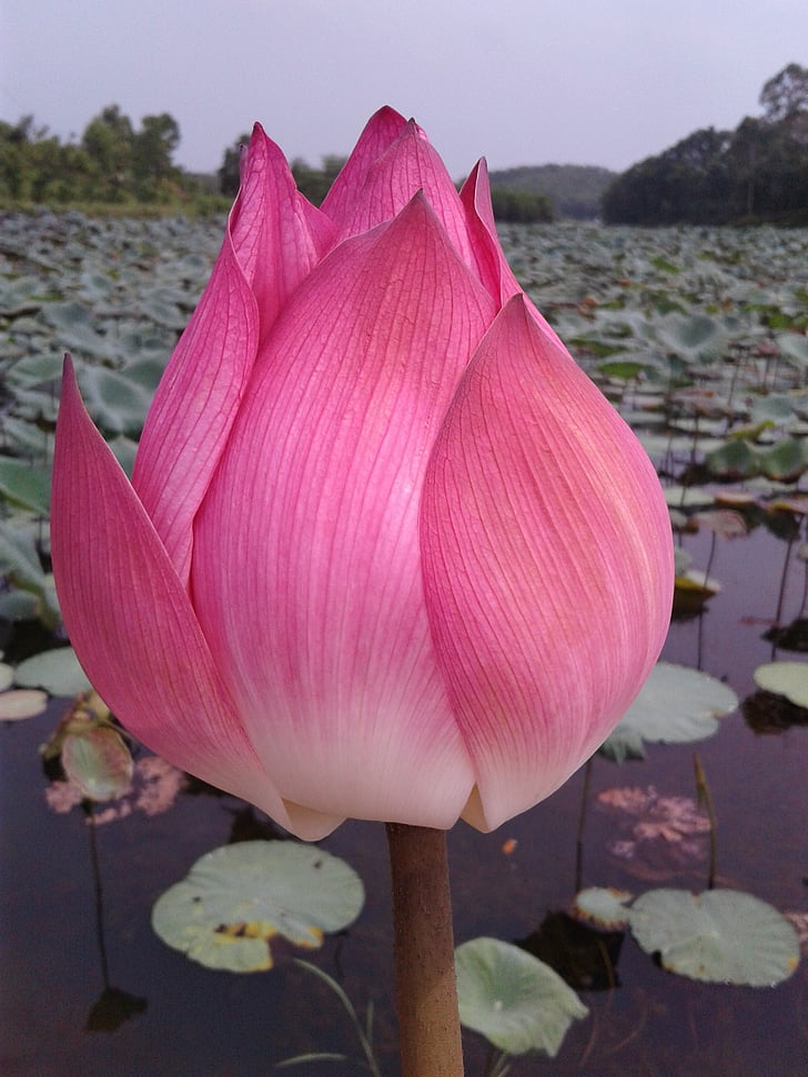 fleur, fleurs de Lotus, Nice, Lotus