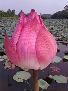 flor, flors de Lotus, Niça, Lotus