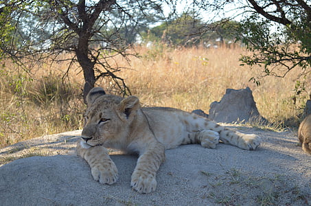lauvas, akmeņi, dzīvnieki, Āfrika, savvaļas dzīvnieki, mazuļi, undomesticated Cat