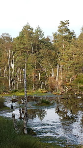 moor, wetland, swamp, nature reserve, moorland, pietz moor, wetlands
