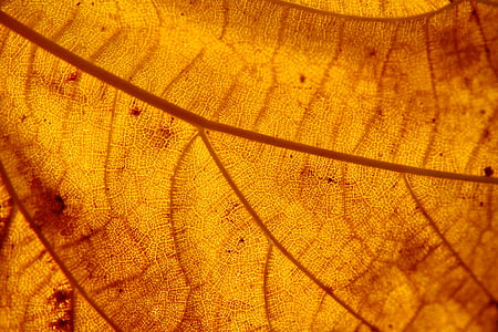 leaf, structure, autumn leaf, nature, orange, natural, texture