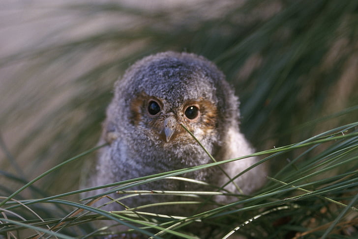 flammulated owl, nestling, portrait, wildlife, nature, small, nest