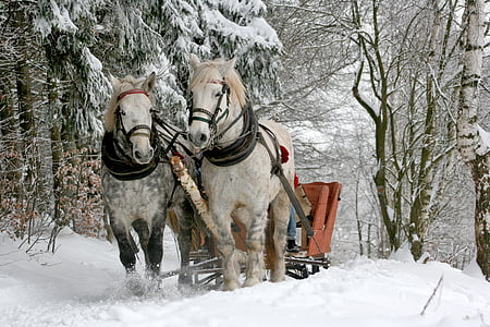 разходка с шейна, коне, конят, зимни, сняг, гора, кон