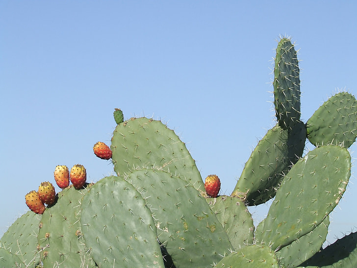 sabres, cactus, heat, fruit