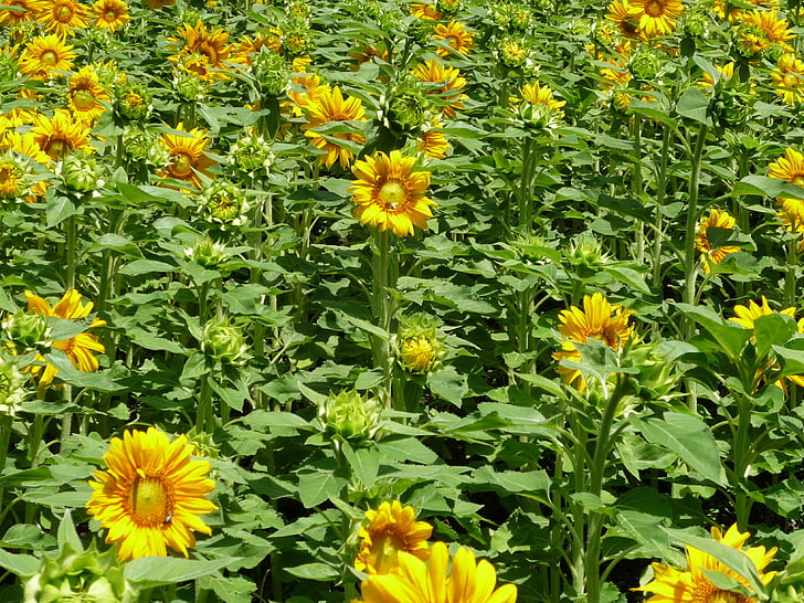 слънчоглед поле, слънчоглед, жълто, Грийн, природата, цвете, растителна
