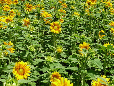campo de girasol, girasol, amarillo, verde, naturaleza, flor, planta