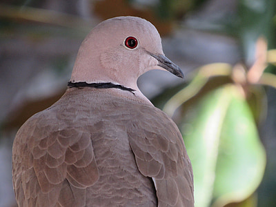 pigeon, wildlife, bird, nature, wild, macro, profile