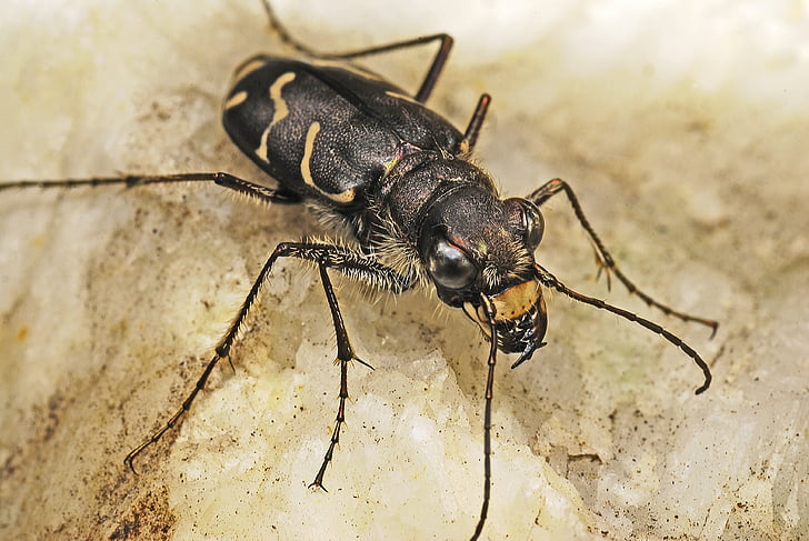 tiger beetle, macro, beetles, insects, biology, ecology, nature