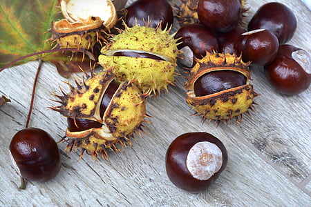 chestnut, paku, dalam shell, musim gugur, chestnut kuda, alam, berduri