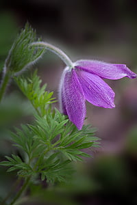 pasqueflower, pasque flower, pulsatilla vulgaris, flower, purple, violet, purple flower