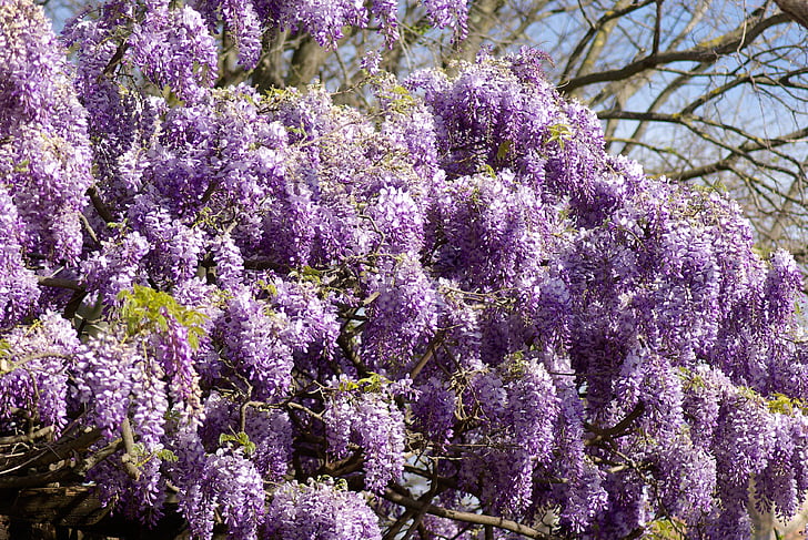 glycine, tree, clusters, purple, flowers